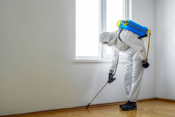 Best Affordable Pest Control Services  in Mercedes, TX