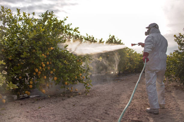 Best Local Pest Control Services  in Mercedes, TX