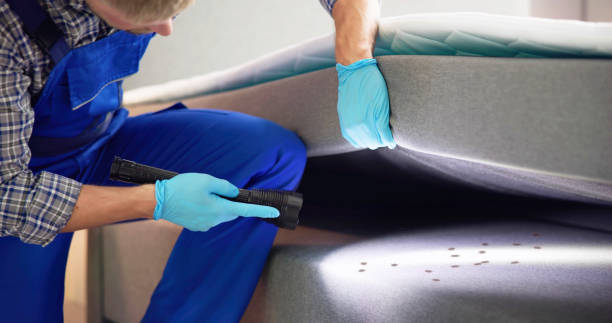 Best Termite Control Services  in Mercedes, TX
