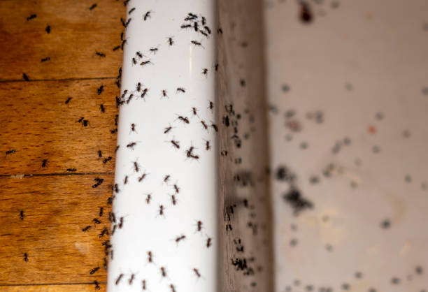 Best Wasp Removal Services  in Mercedes, TX
