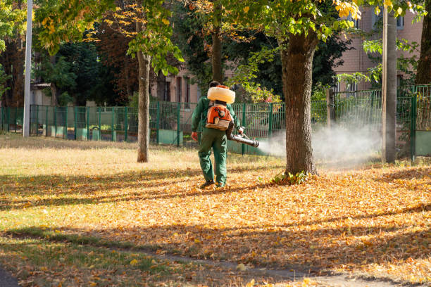 Best Exterminator Services  in Mercedes, TX