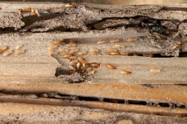Best Rat Extermination Near Me  in Mercedes, TX