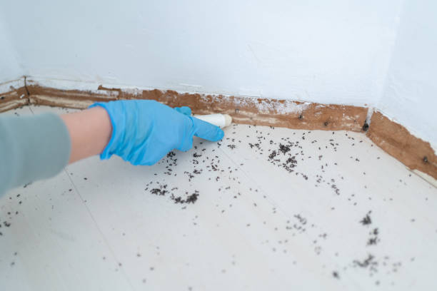 Best Affordable Pest Control Services  in Mercedes, TX